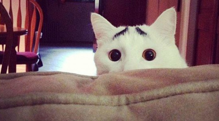 10 animales con manchas ¡muy simpáticas! (Parte II)