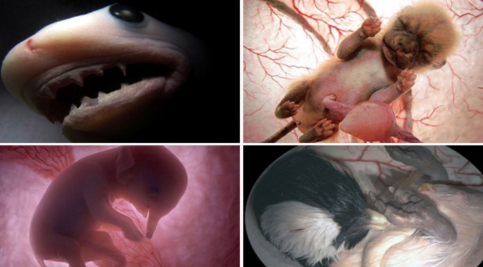 Alucinantes fotos de animales ¡en el útero!