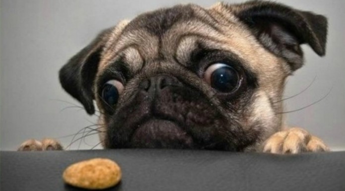 Animales graciosos ¡a comer!