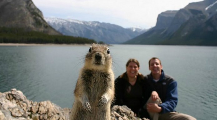 Animales que se cuelan ¡en fotos!