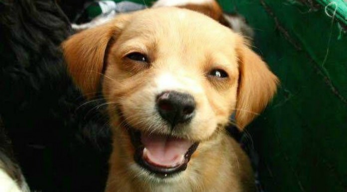 Animales que sonríen ¡no te los pierdas!