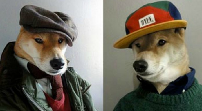 Animales ¡con ropa! GRACIOSÍSIMOS