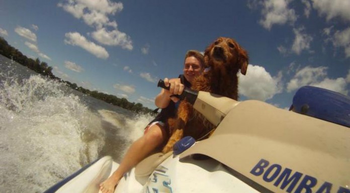 Animales ¡divirtiéndose! (Parte I)