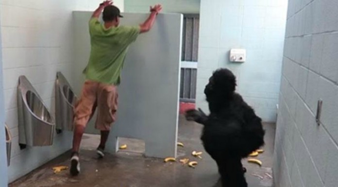 Broma ¡del gorila en el baño!