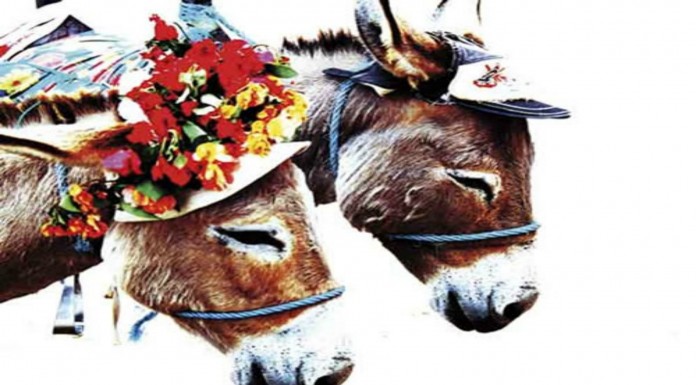 Burros ¡disfrazados!