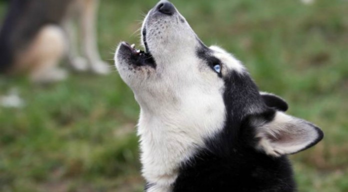 Cómo reaccionan los perros ante el aullido humano ¡GRACIOSÍSIMO!