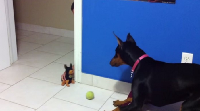 Doberman asustado ¡desternillante!