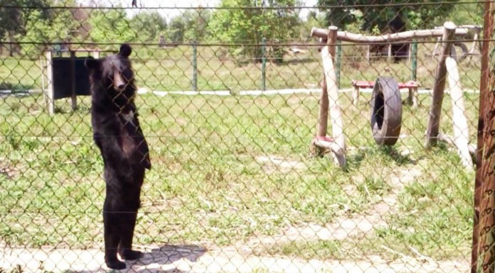 El oso que camina ¡como un humano!