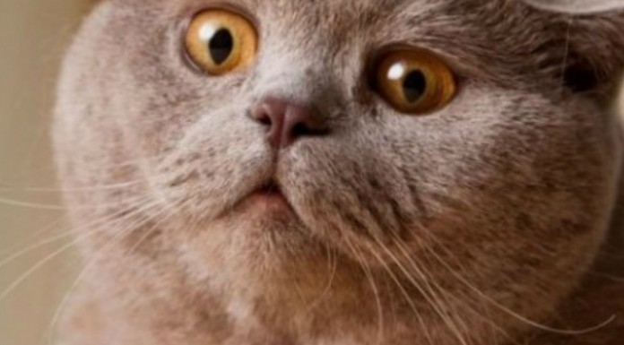 Este gato tiene ¡una extraña reacción!