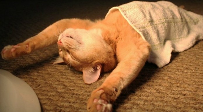 Estos gatos ¡están agotados! (Parte I)