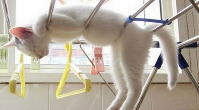 Estos gatos ¡están agotados! (Parte II)