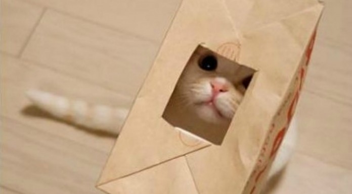 Gatos, bolsas y una historia de amor