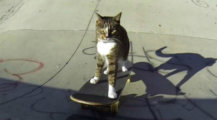 Gatos en skate ¡GRACIOSÍSIMOS!