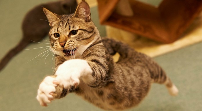 Gatos que saltan como ninjas ¡SIMPATIQUÍSIMOS!