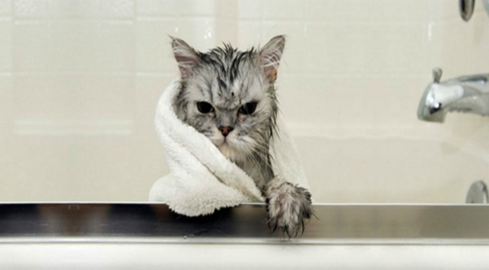 Gatos ¡mojados! SIMPATIQUÍSIMOS