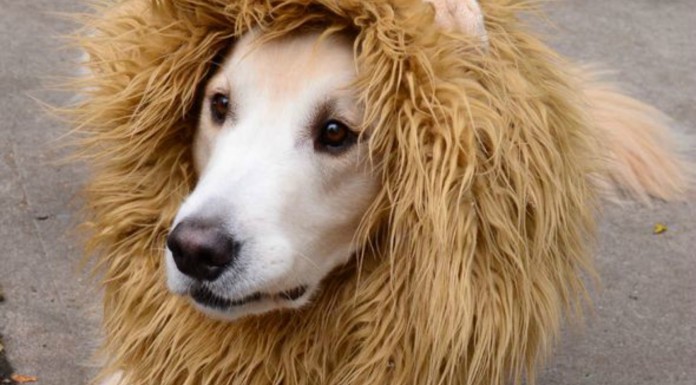 La broma ¡del león!