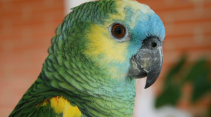 Loro llamado Ramón canta ¡Luis Miguel!
