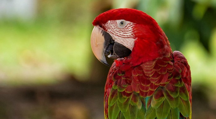 Loros bailando ¡SIMPATIQUÍSIMOS!