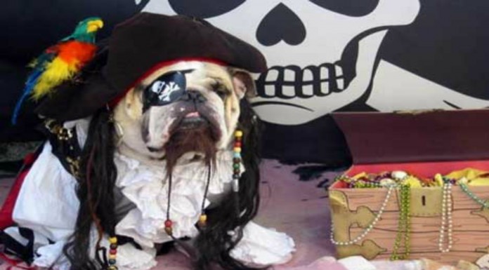 Mascotas disfrazadas ¡muy graciosas! (Parte I)