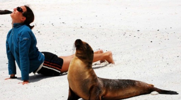 Más animales ¡haciendo yoga! (Parte I)