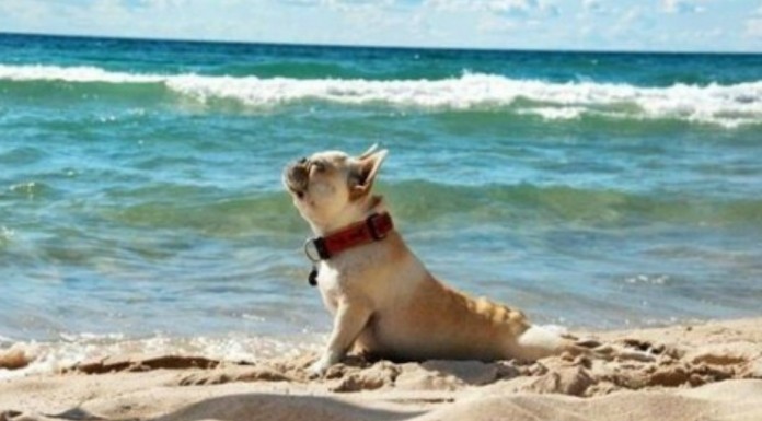 Más animales ¡haciendo yoga! (Parte II)