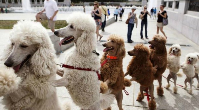 Perritos muy graciosos ¡bailando!