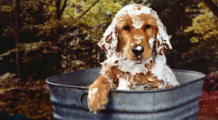 Perro coge una rabieta porque ¡no quiere bañarse!