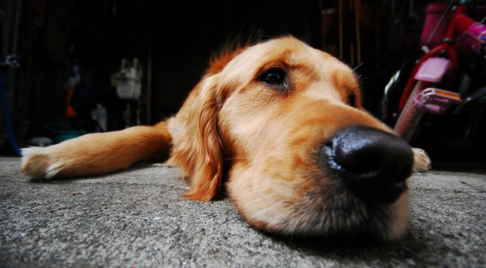 Perro perezoso ¡no quiere irse del parque!