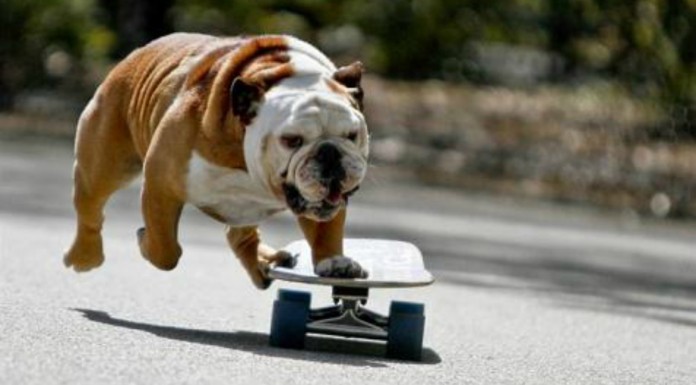 Perro ¡en skate! ALUCINANTE
