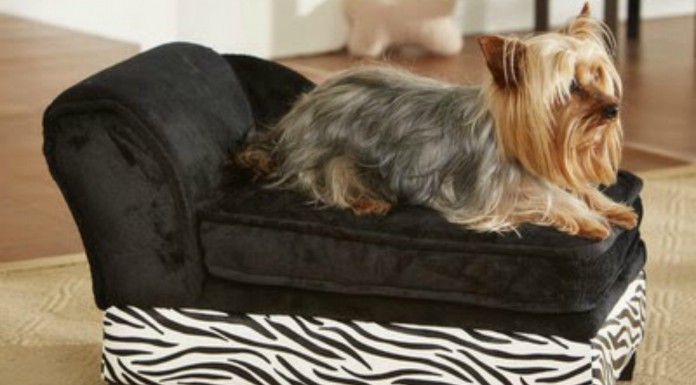 Perros ¡enamorados de los sofás! (Parte I)