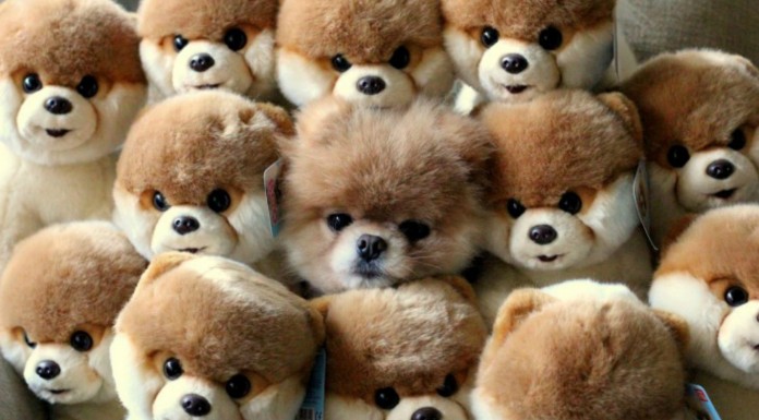 Perros ¡jugando al escondite! (Parte I)