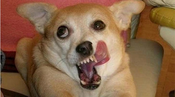 Perros ¡muy poco fotogénicos!