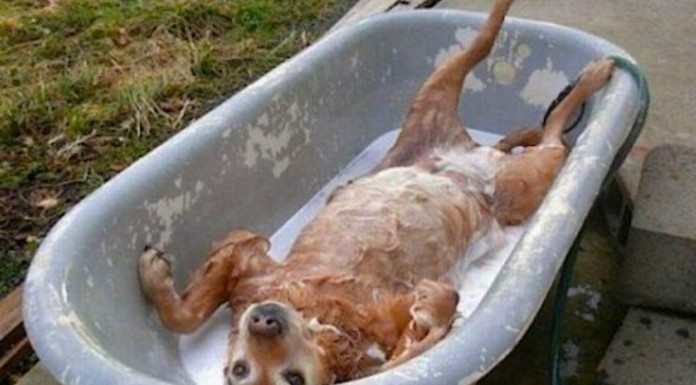 Perros ¡que odian bañarse! GRACIOSÍSIMO