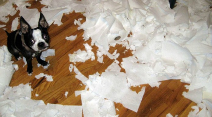 Perros ¡solos en casa! (Parte II)