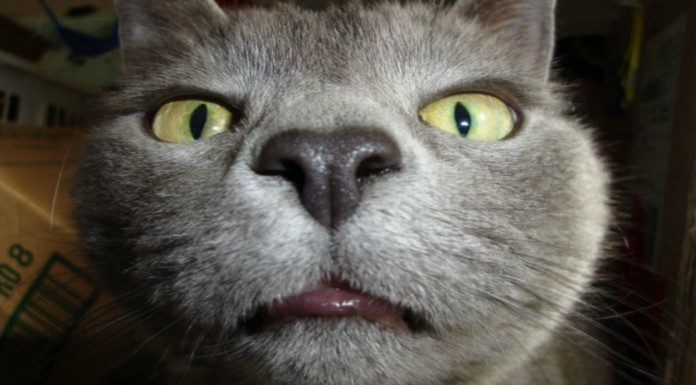 Selfies gatunos ¡fabulosos! (Parte I)