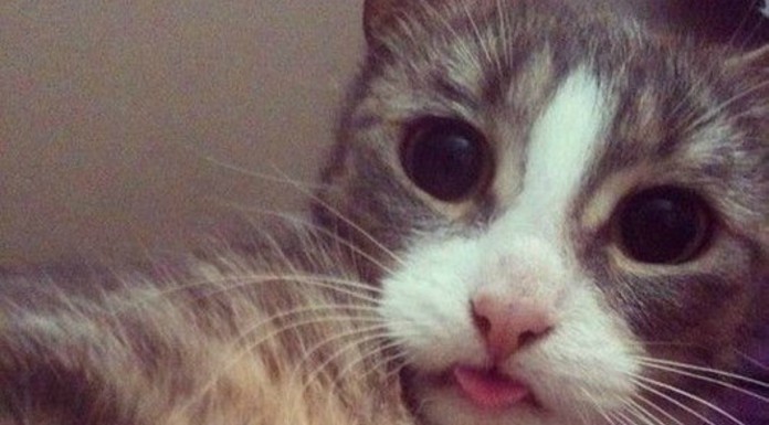 Selfies gatunos ¡fabulosos! (Parte II)