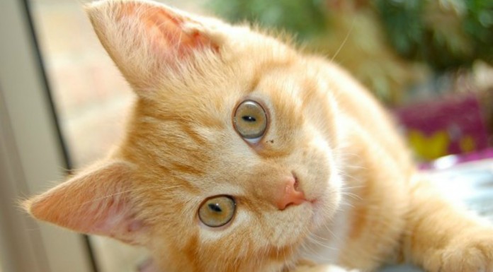 Un gato que baja las escalera ¡de una forma muy personal!