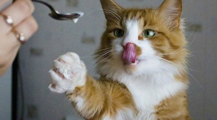 Un gato que ¡se comunica con su dueño!