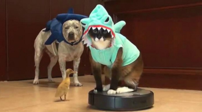 Un gato, un perro y un pato ¡curiosa combinación!