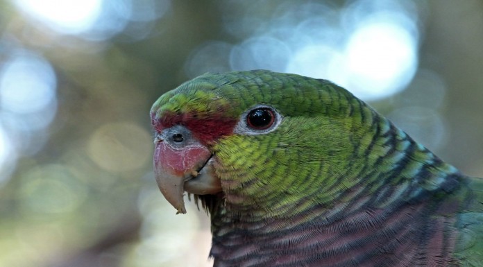 Un loro ¡qué imita sonidos! INCREÍBLE