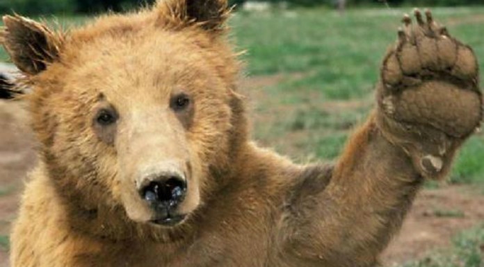Osos que ¡hacen cosas de humanos! Simpatiquísimos