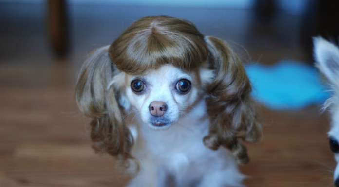 ¡Animales con pelucas! GRACIOSÍSIMOS