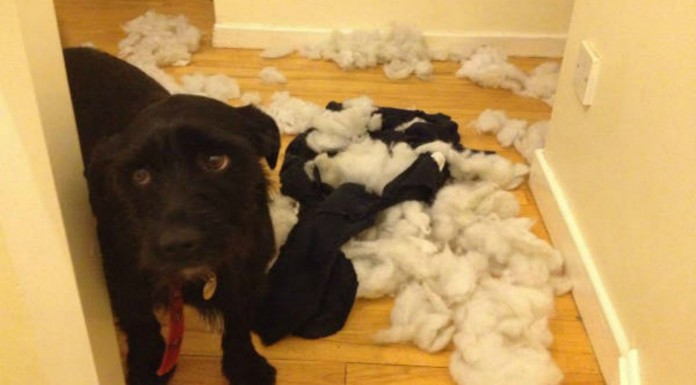 Animales fotografiados en momentos ¡muy incómodos!