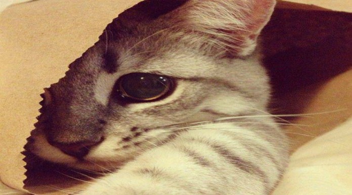 Gatos y perros ¡en espacios reducidos!