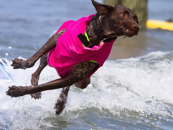perros-surfistas-12