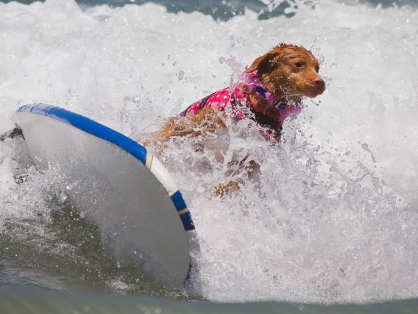 perros-surfistas-13