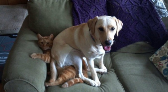 ¡No invadas mi espacio! Animales que invaden tu espacio personal