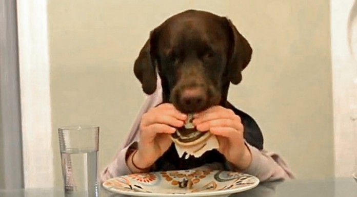 ¿Humanos o perros? SIMPATIQUÍSIMO