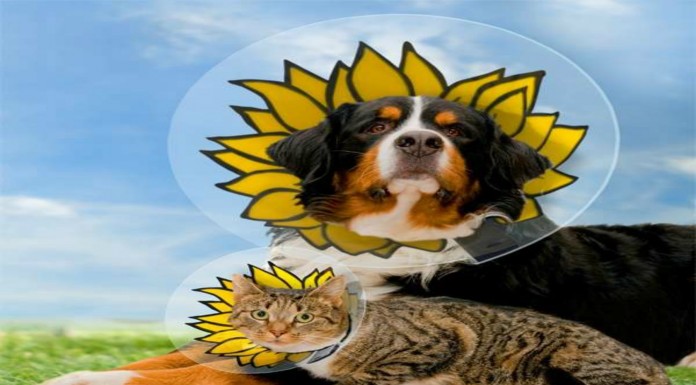 Animales con conos ¡chistosísimos!