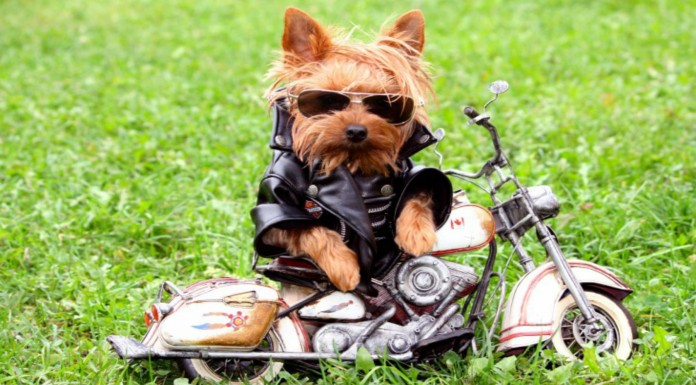 Animales que olvidaron ¡que eran animales! GRACIOSÍSIMOS (Parte I)